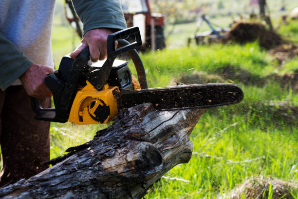 Best Residential Tree Removal  in USA